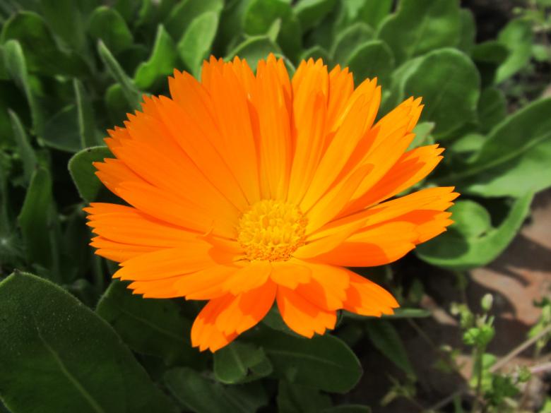 Free stock image of Pretty orange flower created by Boris Kyurkchiev