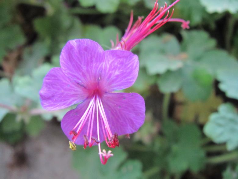 Free stock image of Pretty purple flower created by Boris Kyurkchiev