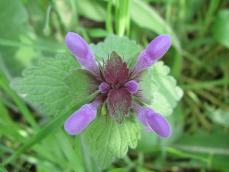Free Stock Photo of Pretty purple flower