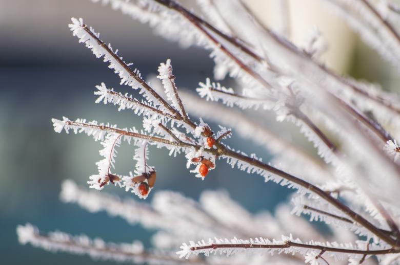 Free stock image of Frosty created by Heather Elaine Kitchen