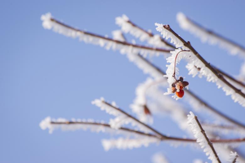 Free stock image of Frosty created by Heather Elaine Kitchen
