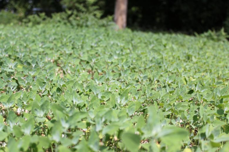 Free stock image of Small plants created by Wady Galfskiy