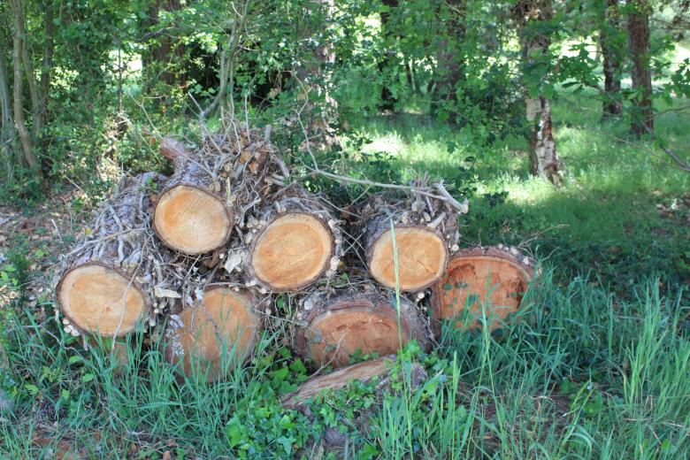 Free stock image of Tree logs created by Wady Galfskiy