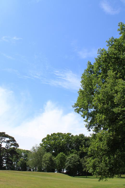 Free stock image of Golf course trees created by Wady Galfskiy