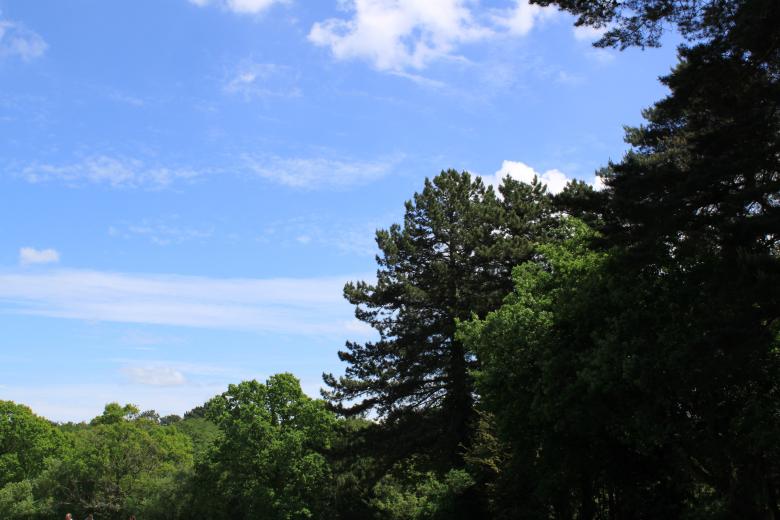 Free stock image of Trees created by Wady Galfskiy