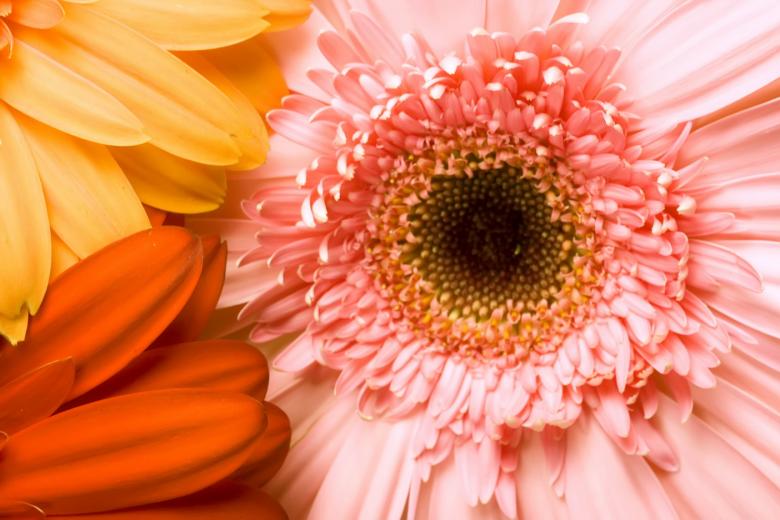 Free stock image of Gerbera created by 2happy