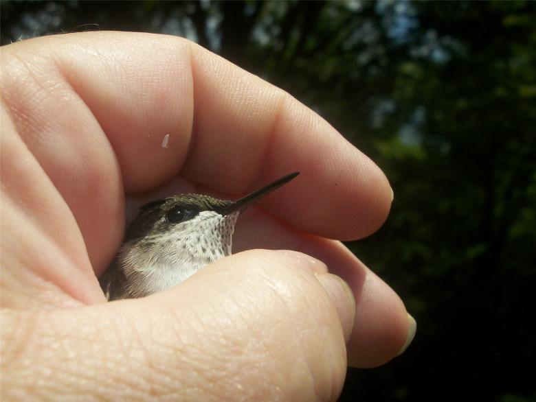 Free stock image of The Fledgling created by Nature Girl