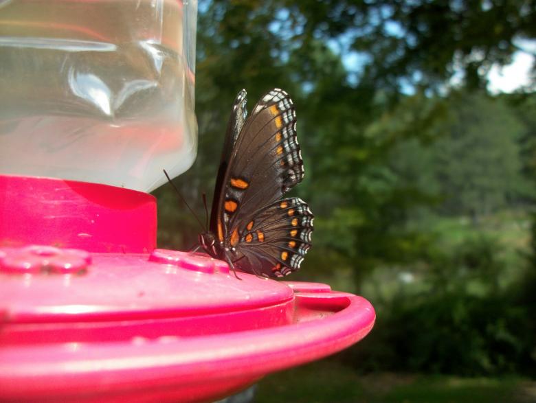 Free stock image of Butterfly Feeder created by Nature Girl