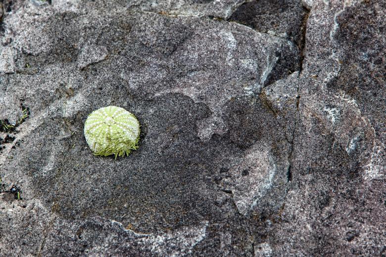 Free stock image of Sea urchin created by Geoffrey Whiteway