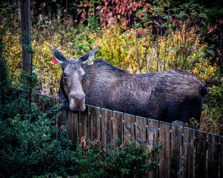 Free stock image of Moose created by Geoffrey Whiteway