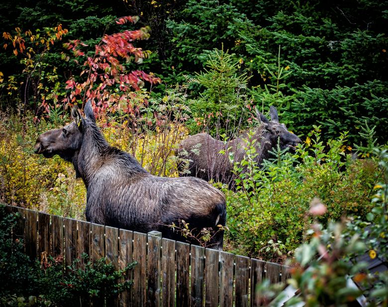 Free stock image of Moose created by Geoffrey Whiteway