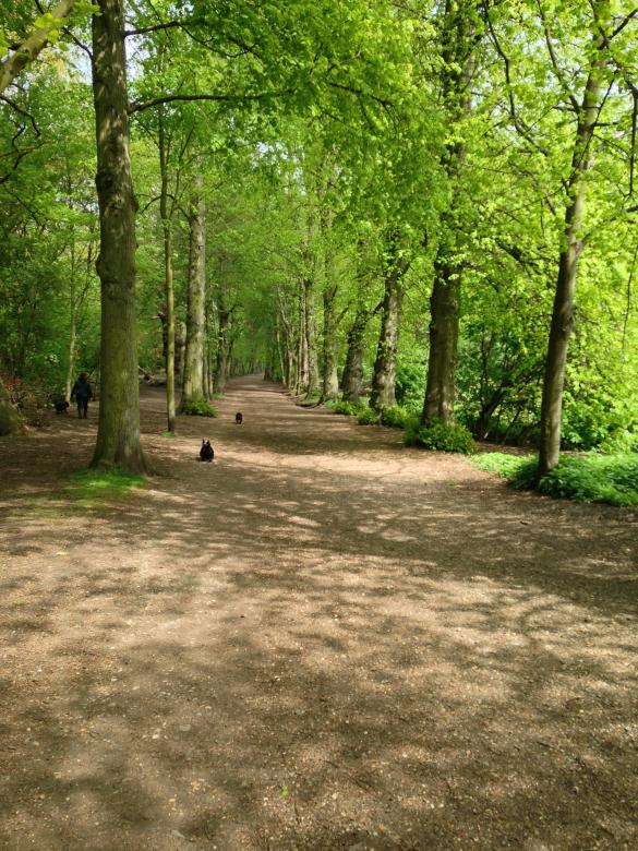 Free stock image of Shady Forest Path created by Adam Sherman