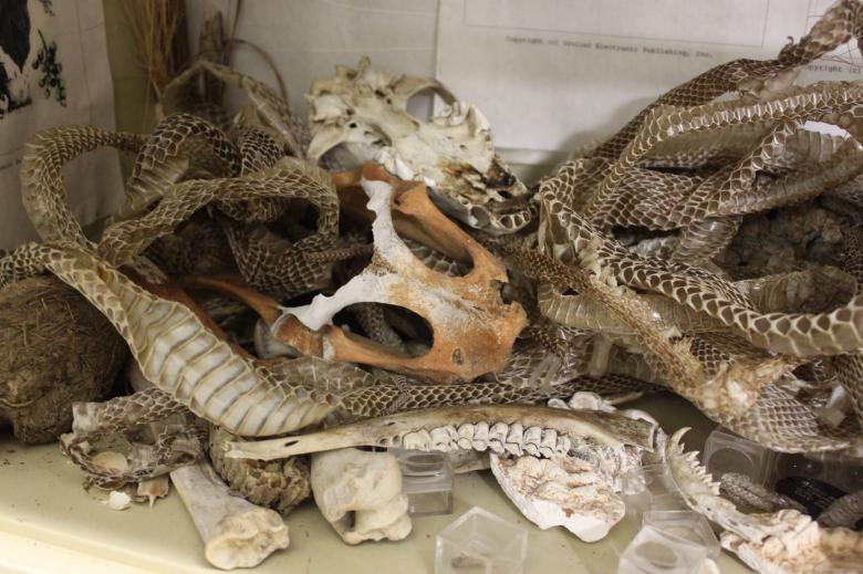 Free stock image of Snake Skin created by Val Lawless