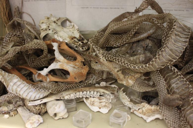 Free stock image of Snake Skin created by Val Lawless