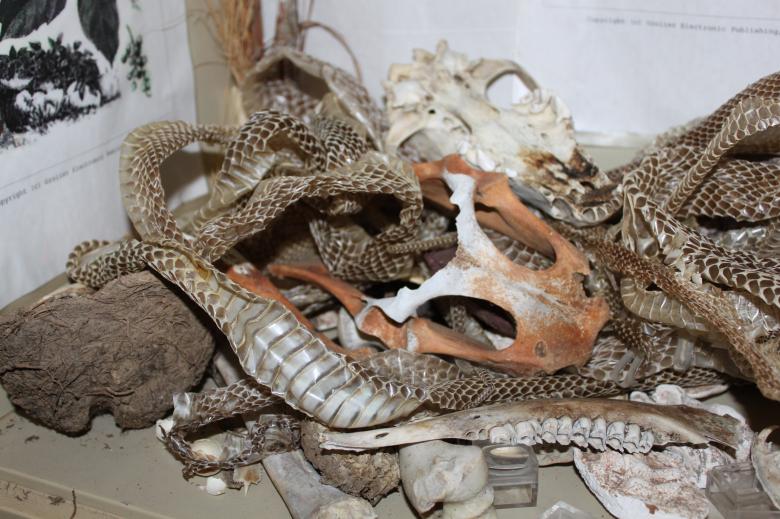 Free stock image of Snake Skin created by Val Lawless