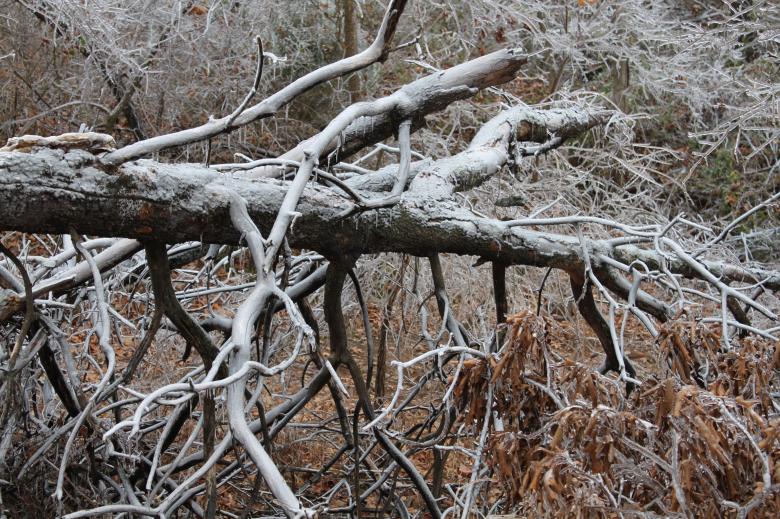 Free stock image of Fallen Trees created by Val Lawless