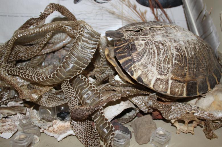 Free stock image of Snake Skin and Turtle Shell created by Val Lawless