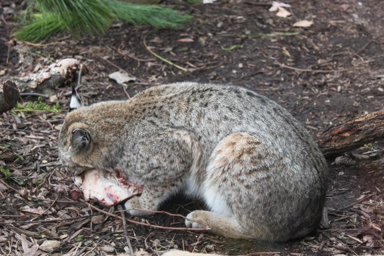 Free stock image of Wild Cat's Prey created by Val Lawless