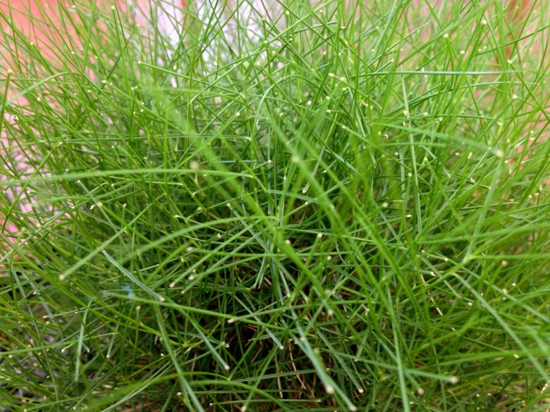 Free stock image of Green grass blades created by Adam Sherman