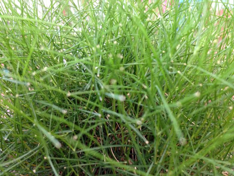 Free stock image of Green grass blades close up created by Adam Sherman