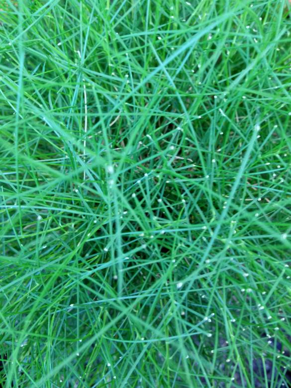 Free stock image of Green grass blades top down created by Adam Sherman