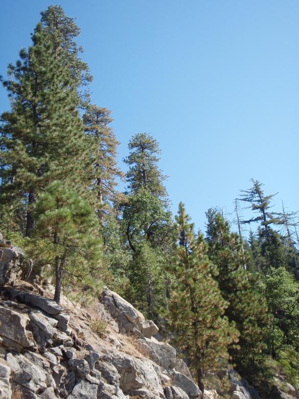 Free stock image of Yosemite National Park created by Wady Galfskiy