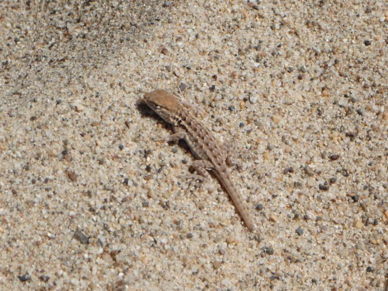 Free stock image of Lizard created by Wady Galfskiy