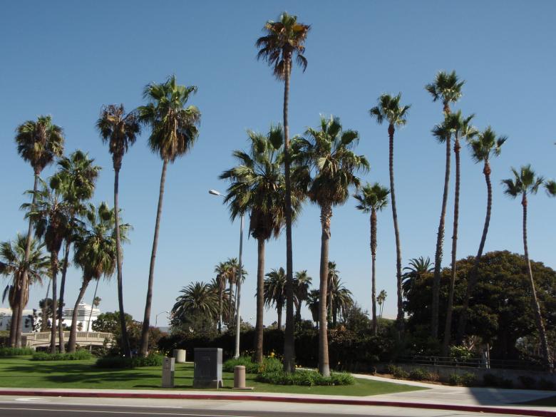 Free stock image of California Palm Trees created by Wady Galfskiy
