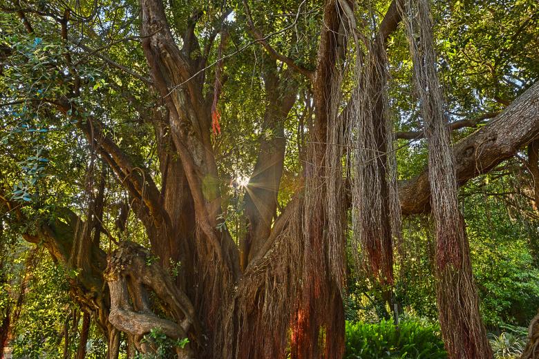 Free stock image of Sunburst Tree - HDR created by Nicolas Raymond
