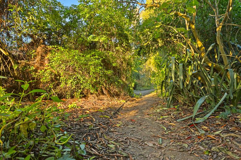 Free stock image of Botanical Gardens Trail - HDR created by Nicolas Raymond