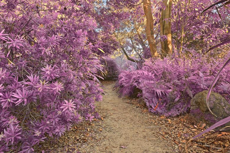 Free stock image of Botanical Gardens Trail - Ultra Violet H created by Nicolas Raymond