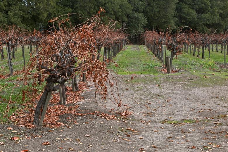 Free stock image of Napa Valley Vineyard - HDR created by Nicolas Raymond