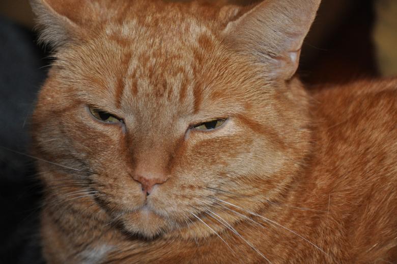 Free stock image of Cachou created by Sylvie Hamelin