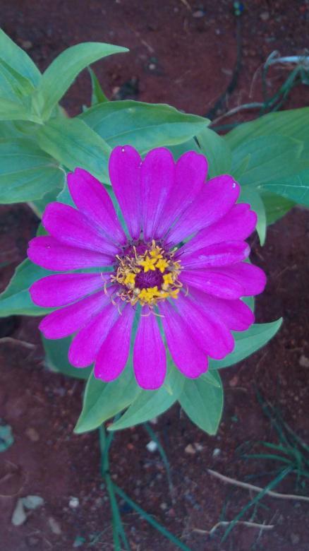 Free stock image of Violet Flower created by v vineet kumar
