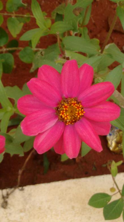 Free stock image of Pink Flower created by v vineet kumar