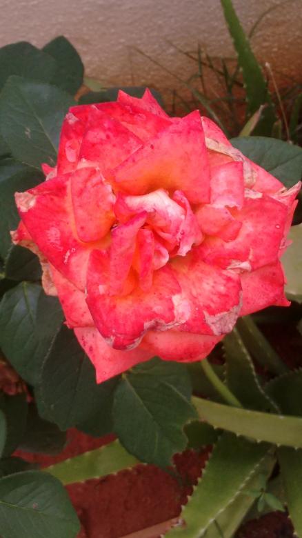Free stock image of Rose created by v vineet kumar