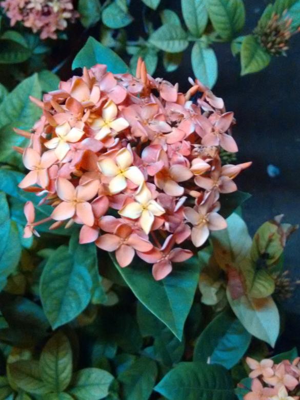 Free stock image of Sandal Ixora coccinea created by v vineet kumar