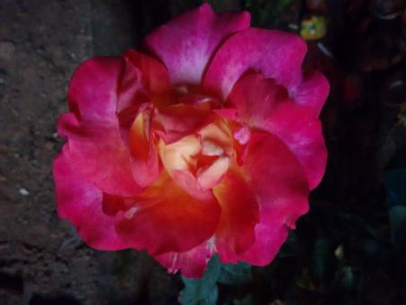 Rose - Free Stock Photo