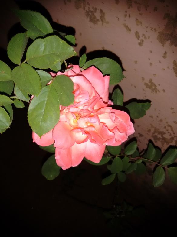 Free stock image of Rose created by v vineet kumar