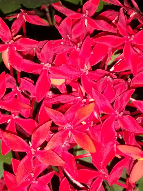 Free stock image of Red Ixora coccinea created by v vineet kumar