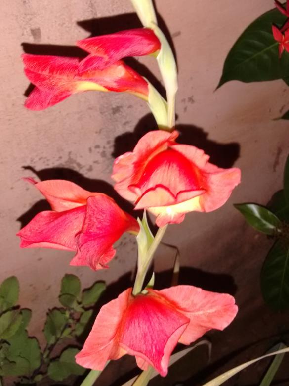 Free stock image of Orchid created by v vineet kumar