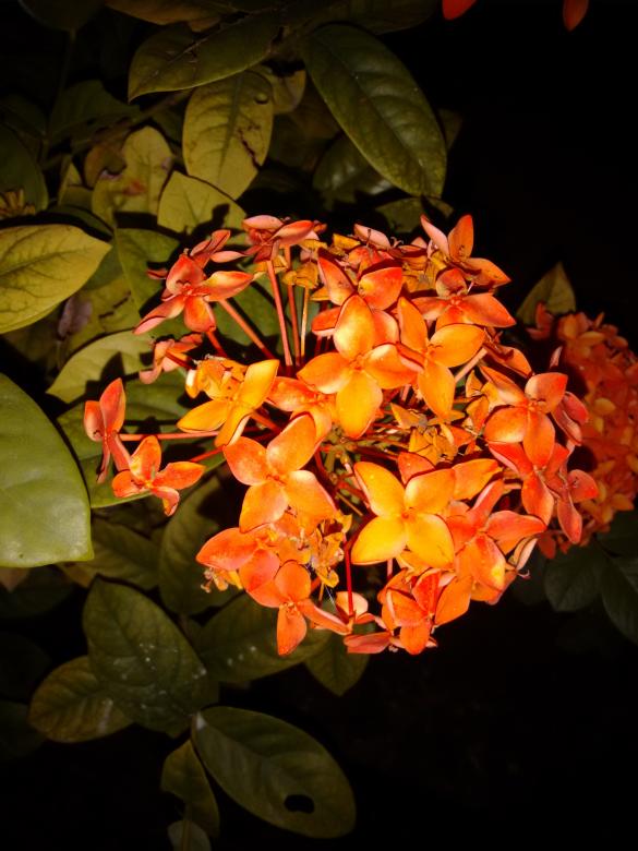 Free stock image of Ixora coccinea created by v vineet kumar