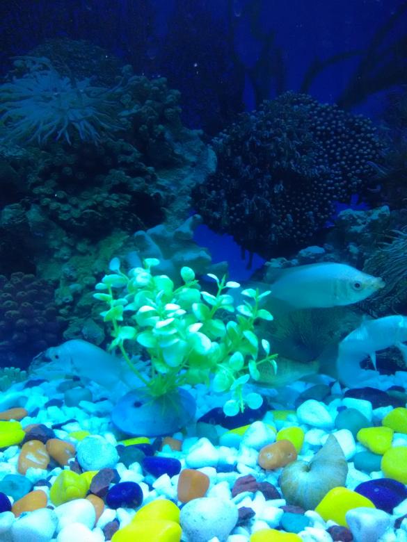 Free stock image of Aquatic Life created by v vineet kumar
