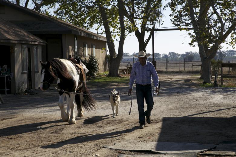 Free stock image of Horse whisperer created by dana richardson