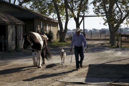 Horse whisperer - Free Stock Photo