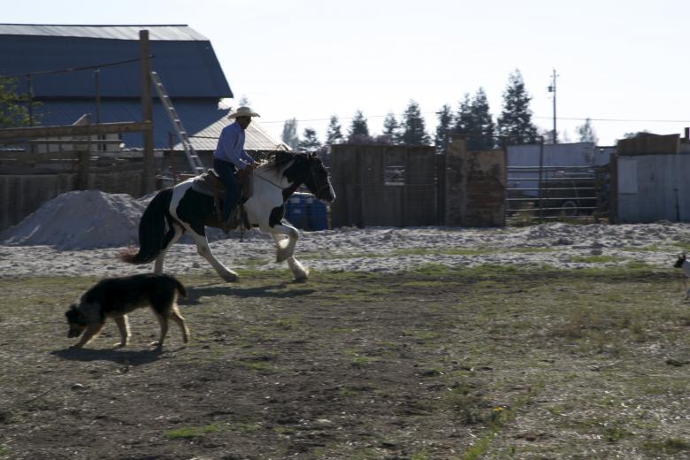 Free stock image of Day on the ranch created by dana richardson