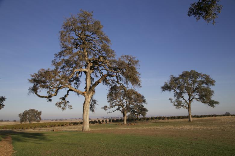 Free stock image of Sacred ground created by dana richardson