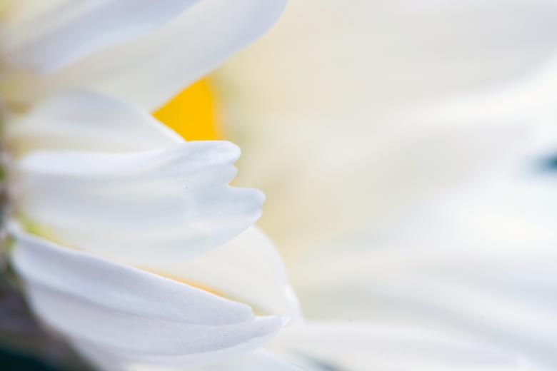 Free stock image of White Flower Closeup created by 2happy