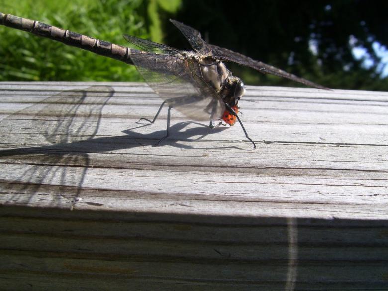 Free stock image of The Dragonfly vs The Ladybug created by Nature Girl