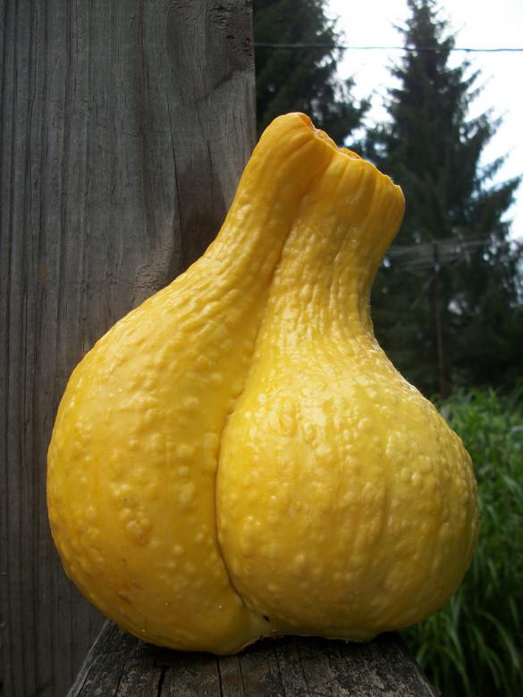 Free stock image of Conjoined By Nature created by Nature Girl
